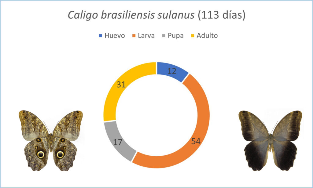 Butterflies of Costa Rica - Biophilia Park