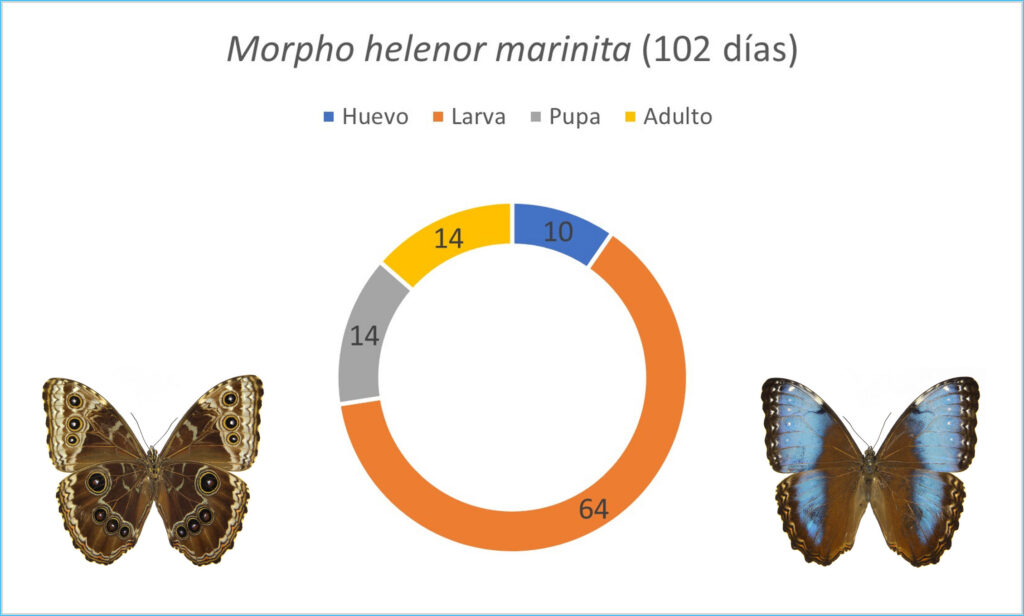 Butterflies of Costa Rica - Biophilia Park