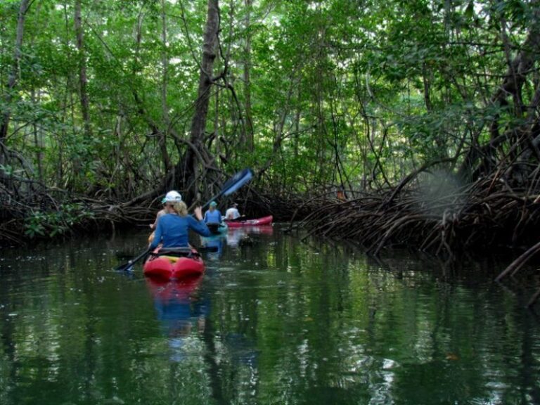 Damas Island Kayak Tour