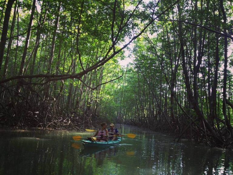Damas Island Kayak Tour