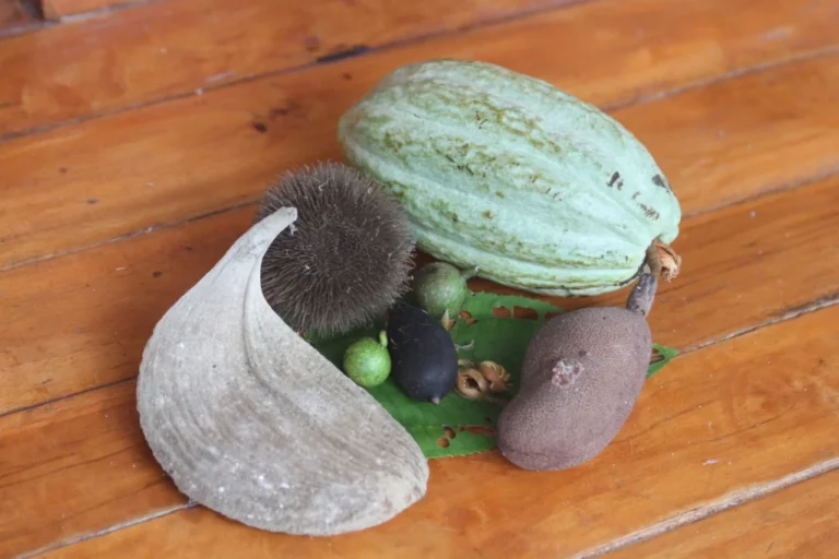 Medicinal plants from Costa Rica - Biophilia Park