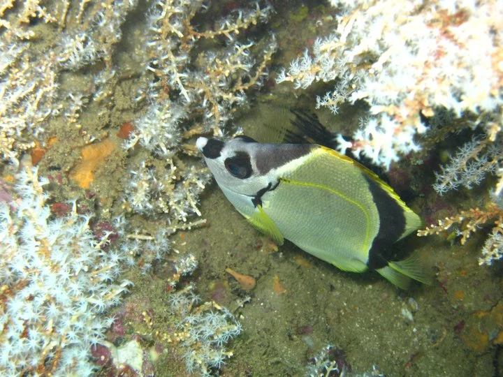 Exploring the Mysterious Beauty of Isla del Caño Biological Reserve