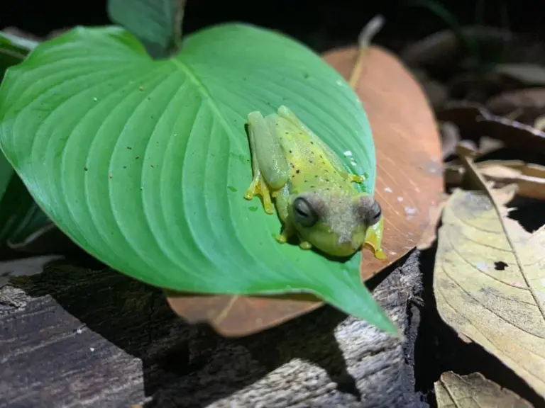 Educational Jungle Night Walk in Manuel Antonio