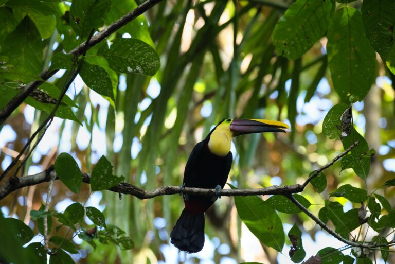 The Best Recreational Attractions in Manuel Antonio