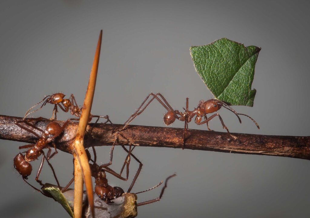 Exploring the Fascinating World of Zompopa Ants: Eciton Burchellii in Manuel Antonio National Park